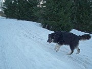 16 con noi Orso, il cane dei rifugisti del Bagozza...